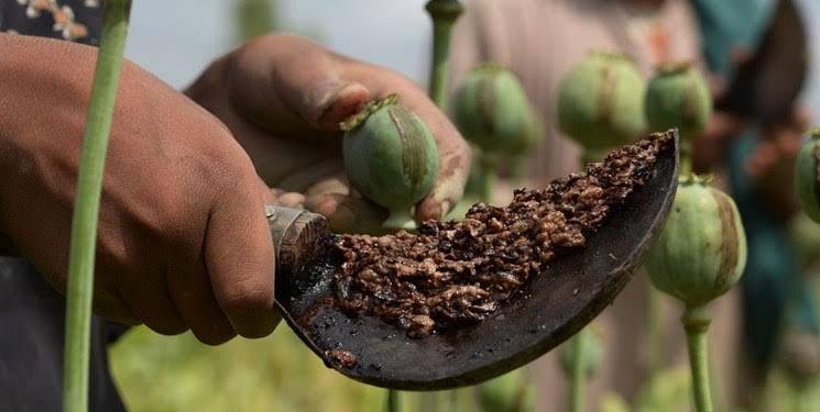 تدمير 3 مصانع للمخدرات وإتلاف آلاف الكيلوغرامات من المواد الأولية – image 1