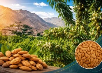 بنجشير تحصد ثمار تطوير الزراعة.. ارتفاع إنتاج اللوز 8%