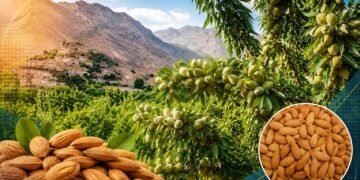 بنجشير تحصد ثمار تطوير الزراعة.. ارتفاع إنتاج اللوز 8%