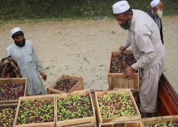 ننغرهار الأفغانية تبدأ موسم حصاد الزيتون وتستهدف إنتاج 16 طنًا من المخللات