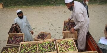 ننغرهار الأفغانية تبدأ موسم حصاد الزيتون وتستهدف إنتاج 16 طنًا من المخللات