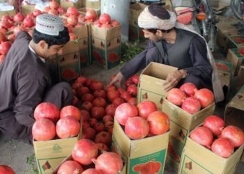 تاجر روسي يشتري 5 آلاف طن من رمان قندهار لتصديرها إلى خمس دول