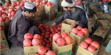 تاجر روسي يشتري 5 آلاف طن من رمان قندهار لتصديرها إلى خمس دول