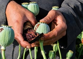 تقارير ترصد توسع زراعة الخشخاش في باكستان وإيران عقب الحظر الأفغاني