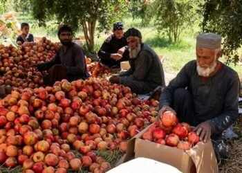 الجفاف يقلّص محصول رمان قندهار 20%.. ومساعٍ لفتح أسواق جديدة