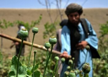 أفغانستان تعلن إتلاف 26.5 ألف هكتار من محاصيل المخدرات واعتقال 10 آلاف شخص خلال 2026